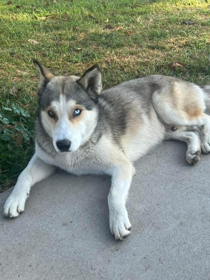 Hopper, ADOPTABLE, Young Male Siberian Husky.