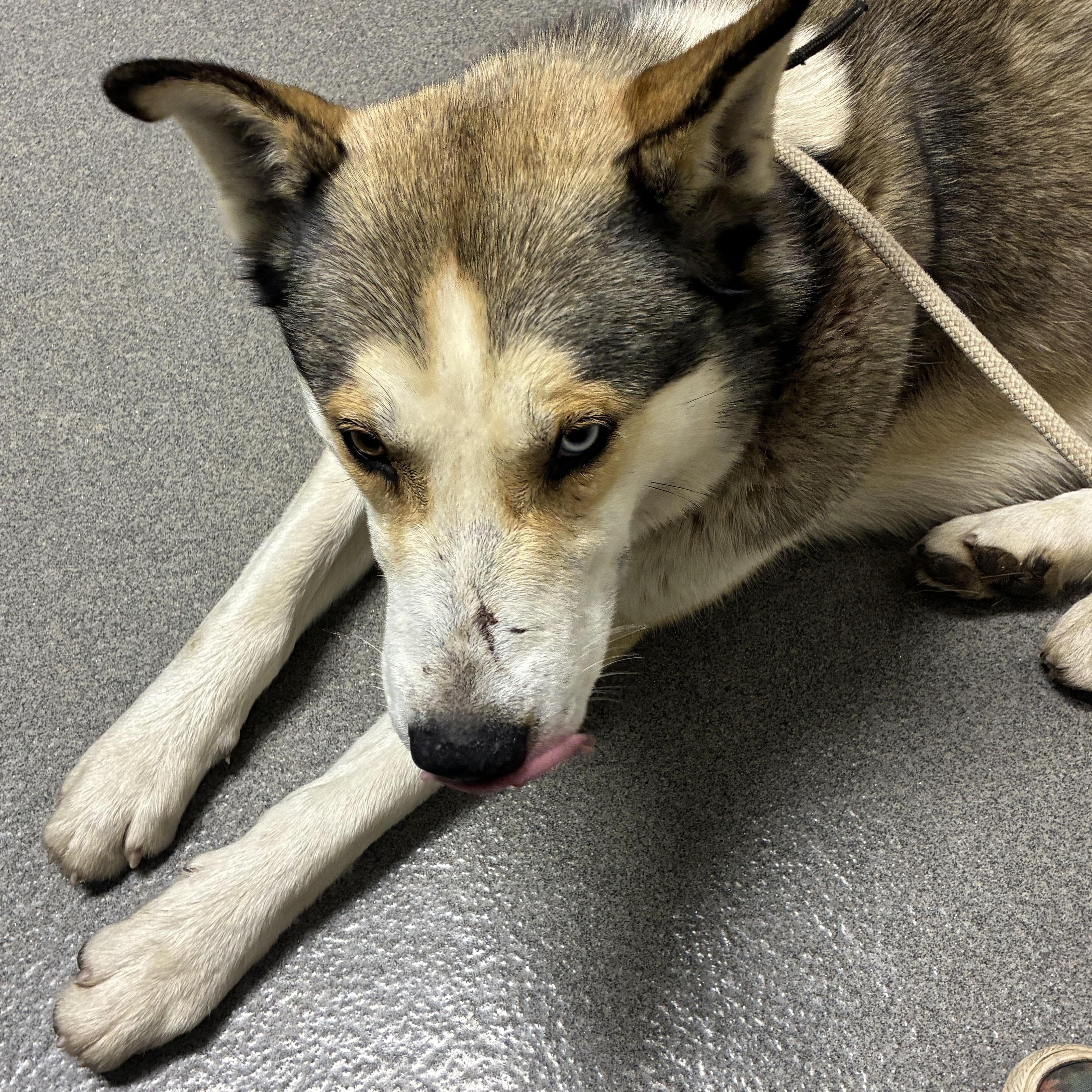 Enlarge Hopper, a ADOPTABLE mixed breed in Nipomo, CA image 3/4