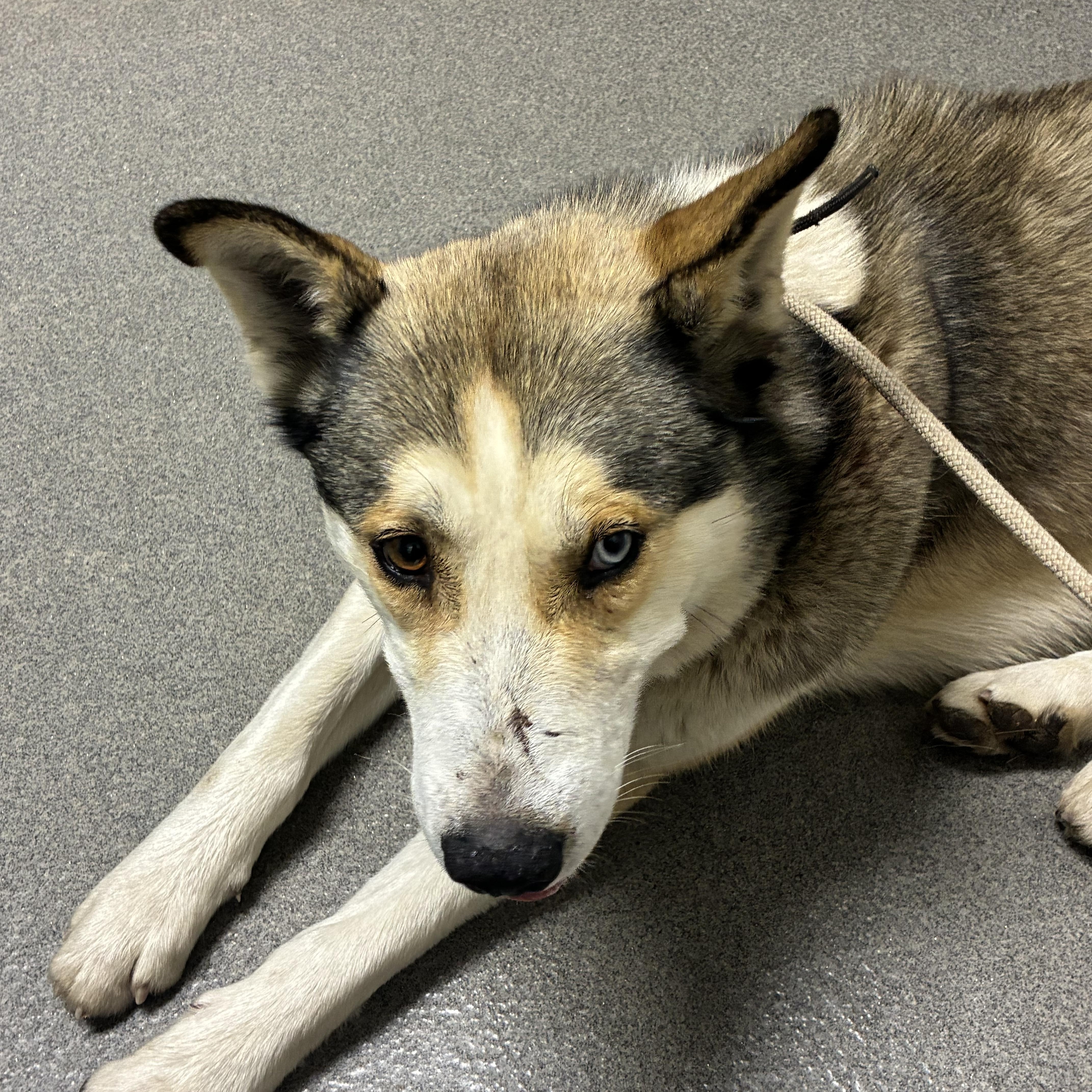 Enlarge Hopper, a ADOPTABLE mixed breed in Nipomo, CA image 4/4