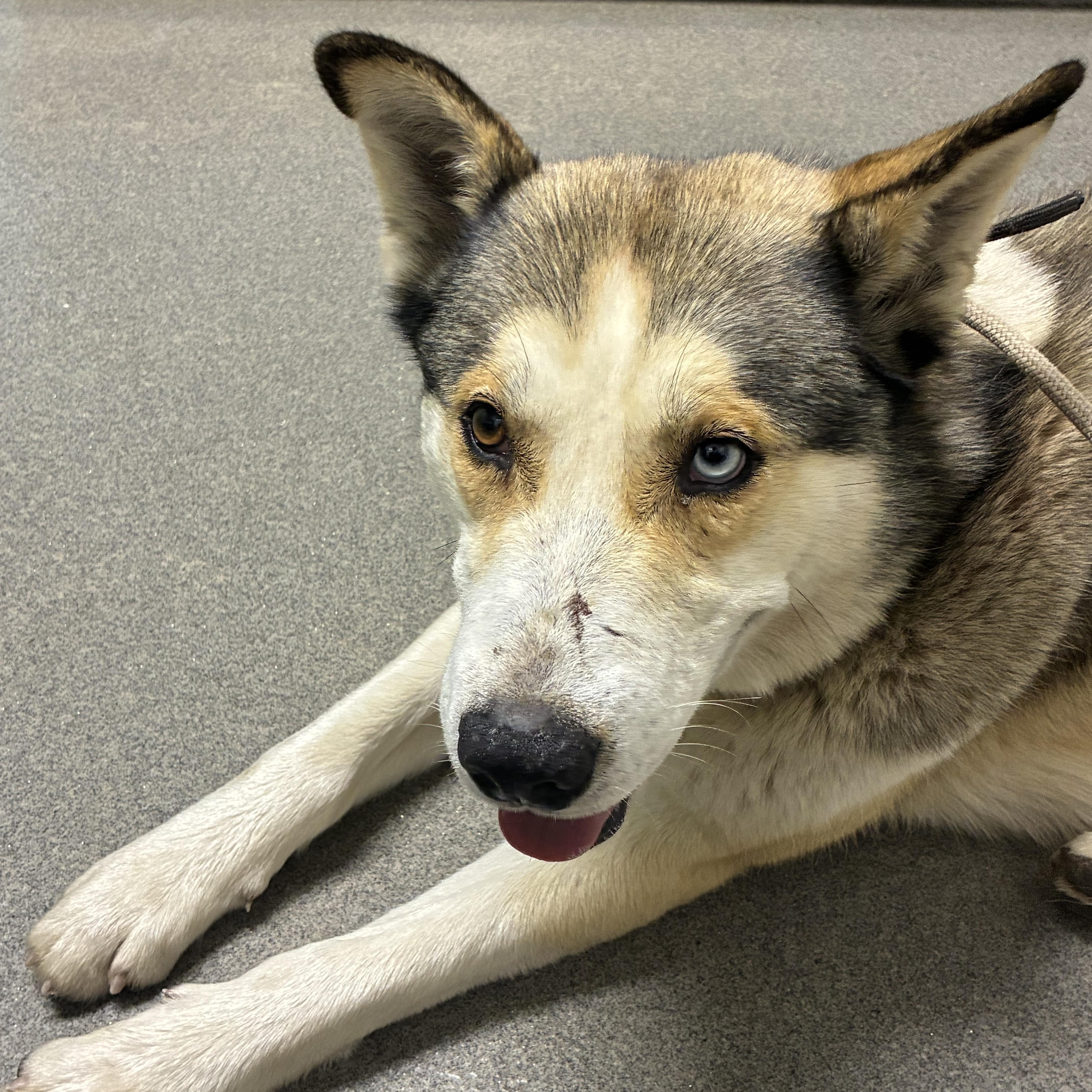 Enlarge Hopper, a ADOPTABLE mixed breed in Nipomo, CA image 2/4
