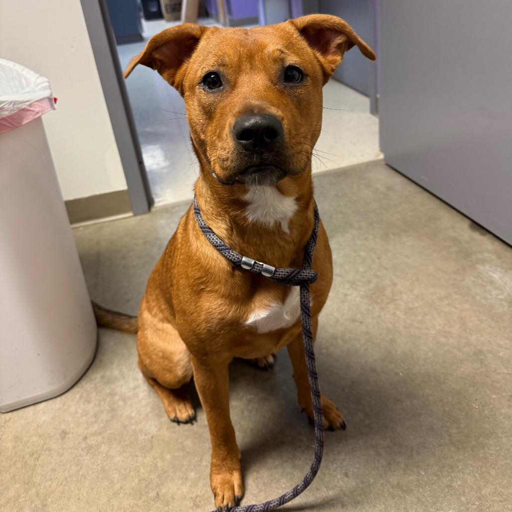 Ruby Rose, a Adoptable mixed breed in McPherson, KS image 2/2