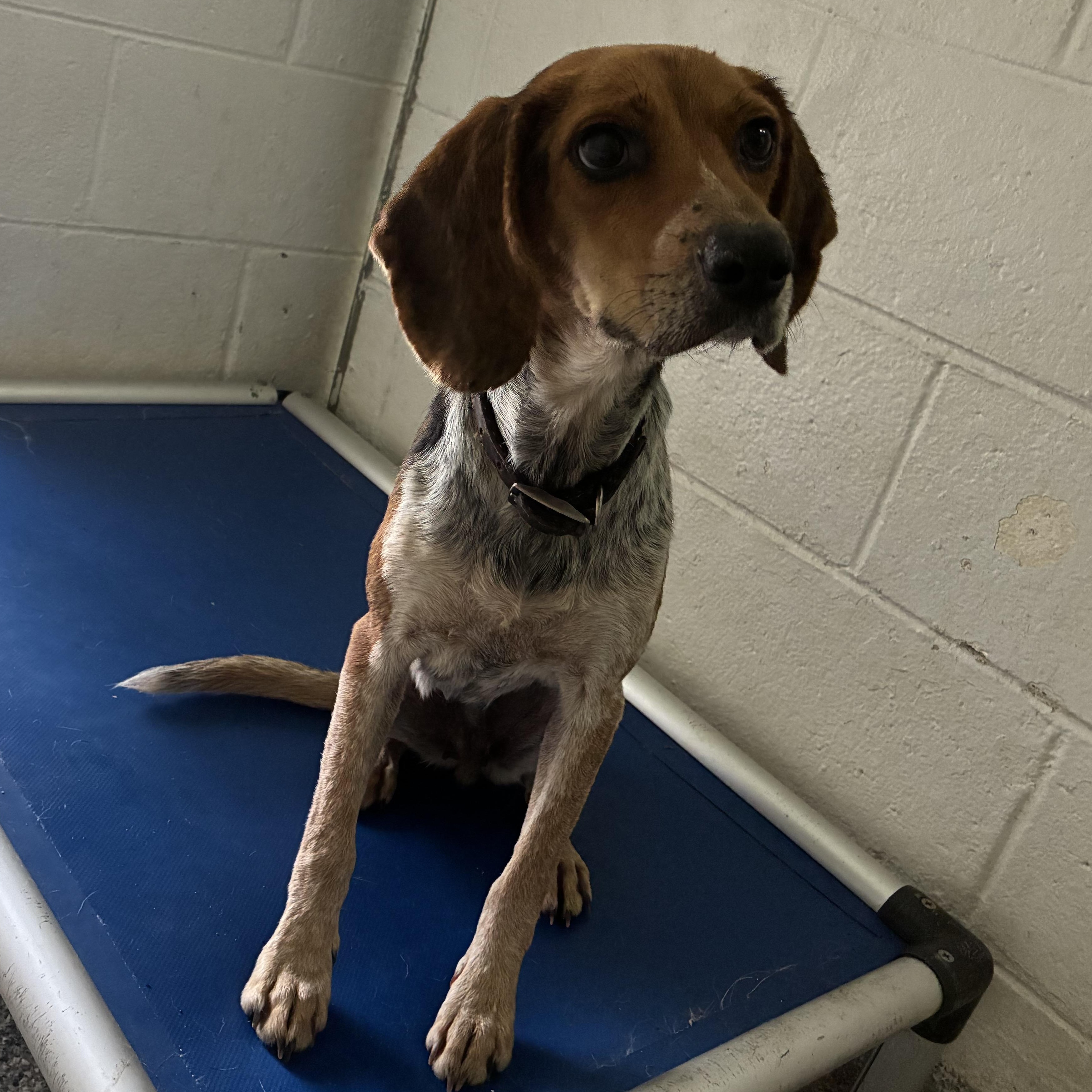 Millie, ADOPTABLE, Young Female Beagle.