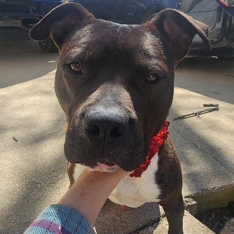 Moji-Crosslist, ADOPTABLE, Young Male Miniature Bull Terrier.