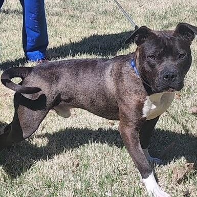 Moji-Crosslist, a ADOPTABLE Miniature Bull Terrier in Kansas City, MO image 6/6
