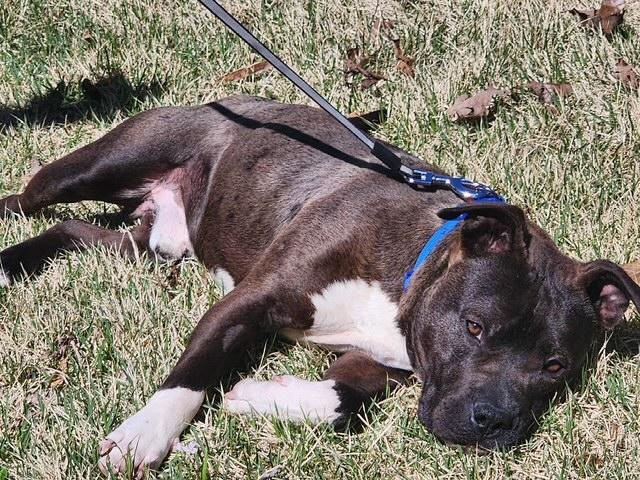 Moji-Crosslist, a ADOPTABLE Miniature Bull Terrier in Kansas City, MO image 5/6