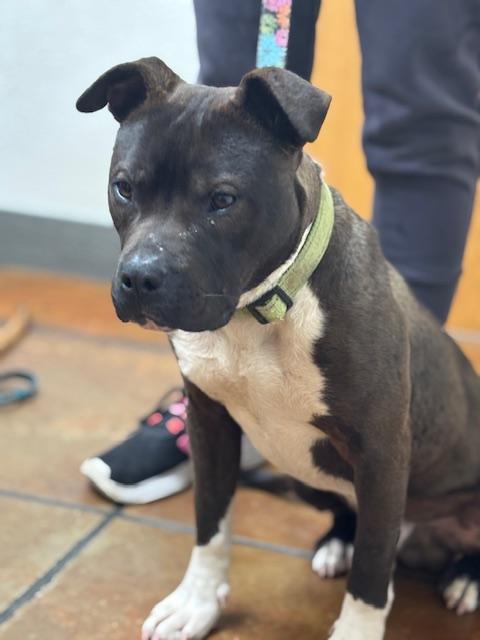 Moji-Crosslist, a ADOPTABLE Miniature Bull Terrier in Kansas City, MO image 4/6