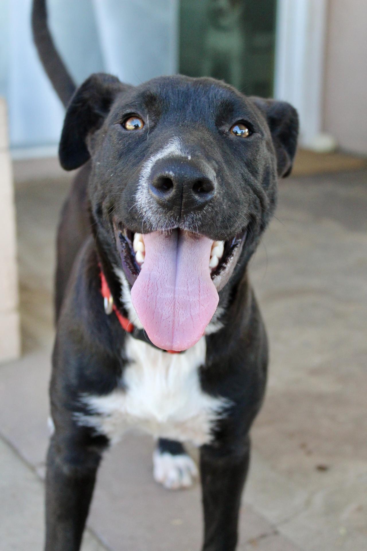 Enlarge Pepper, a ADOPTABLE mixed breed in Rialto, CA image 3/4