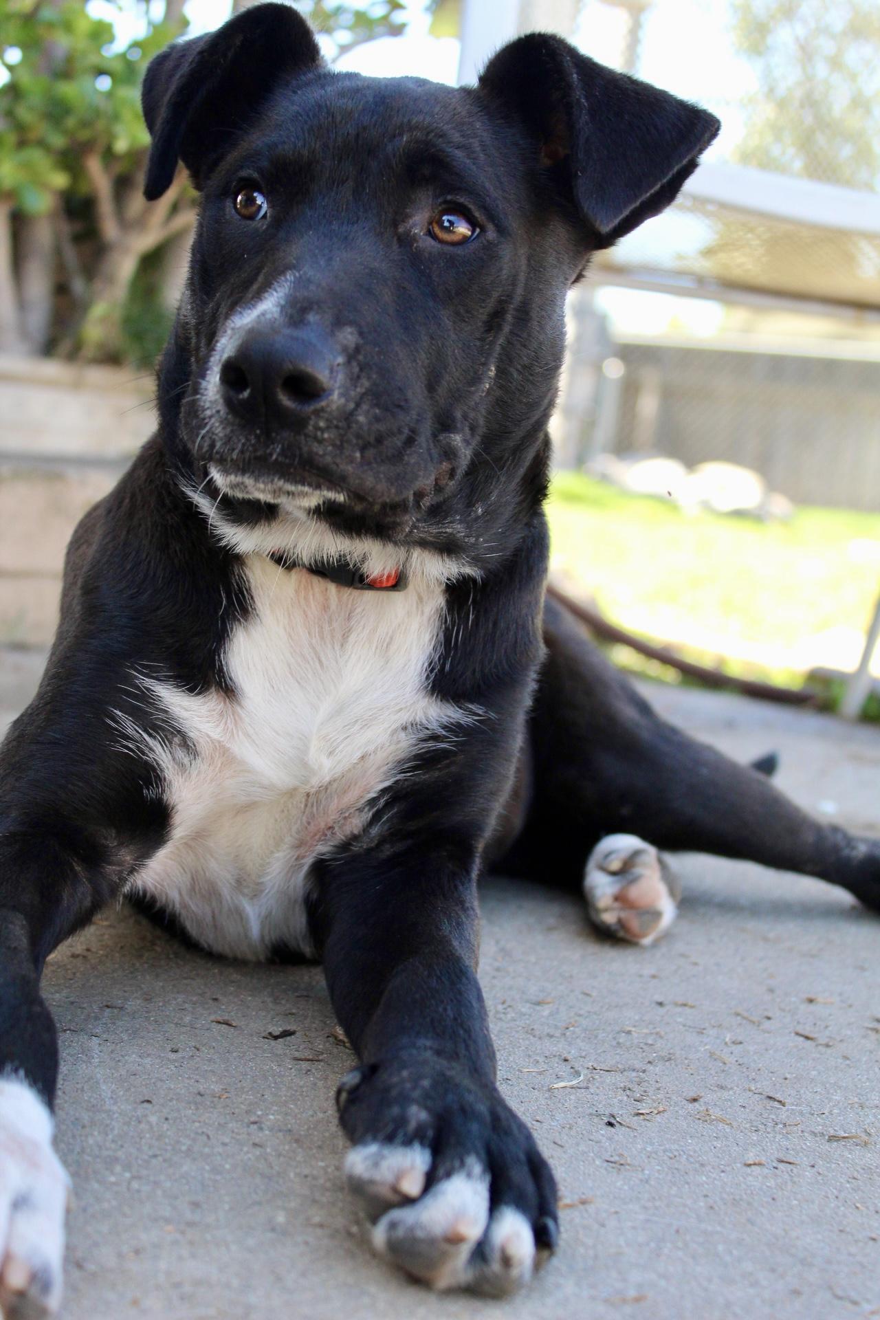 Enlarge Pepper, a ADOPTABLE mixed breed in Rialto, CA image 4/4