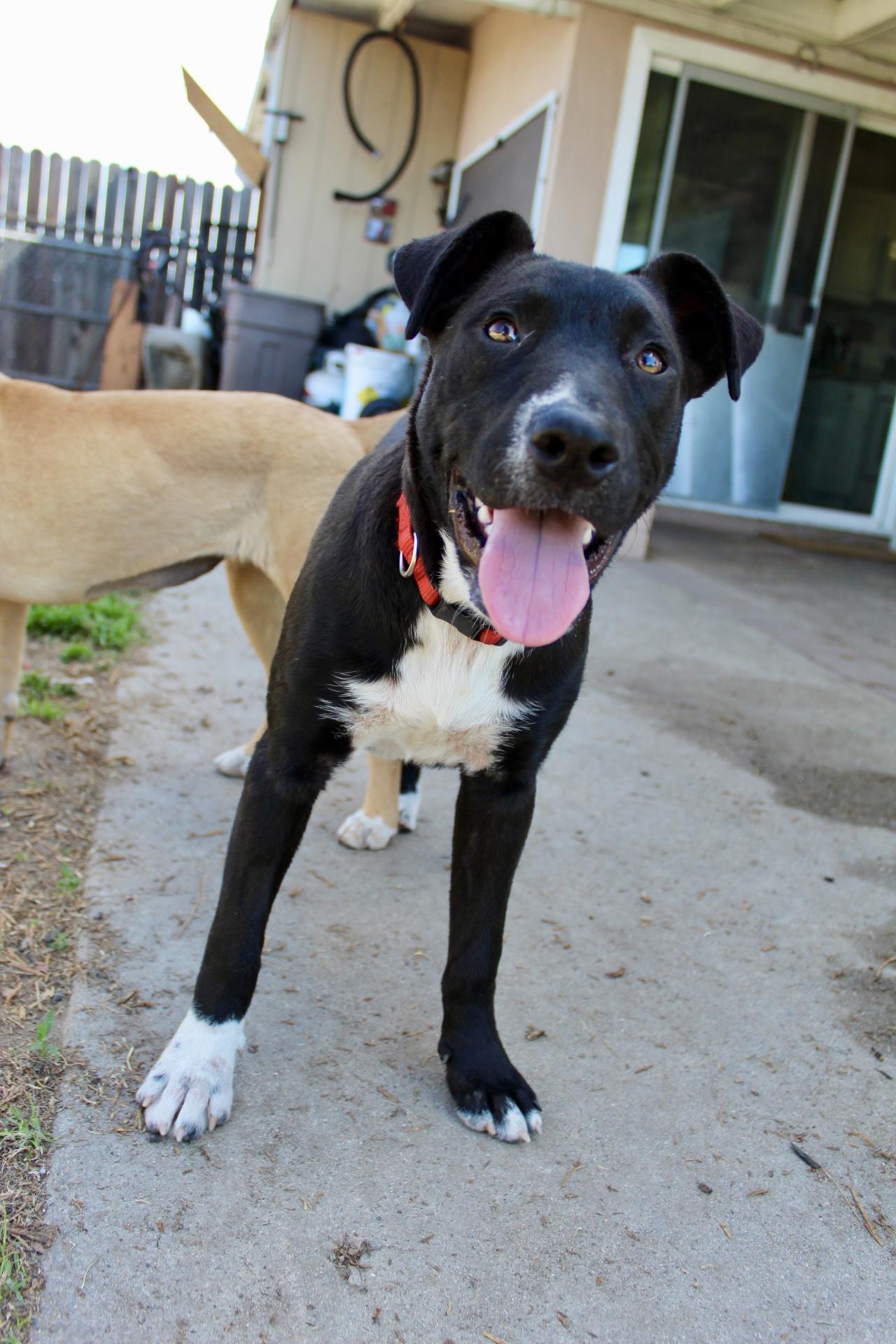 Enlarge Pepper, a ADOPTABLE mixed breed in Rialto, CA image 2/4