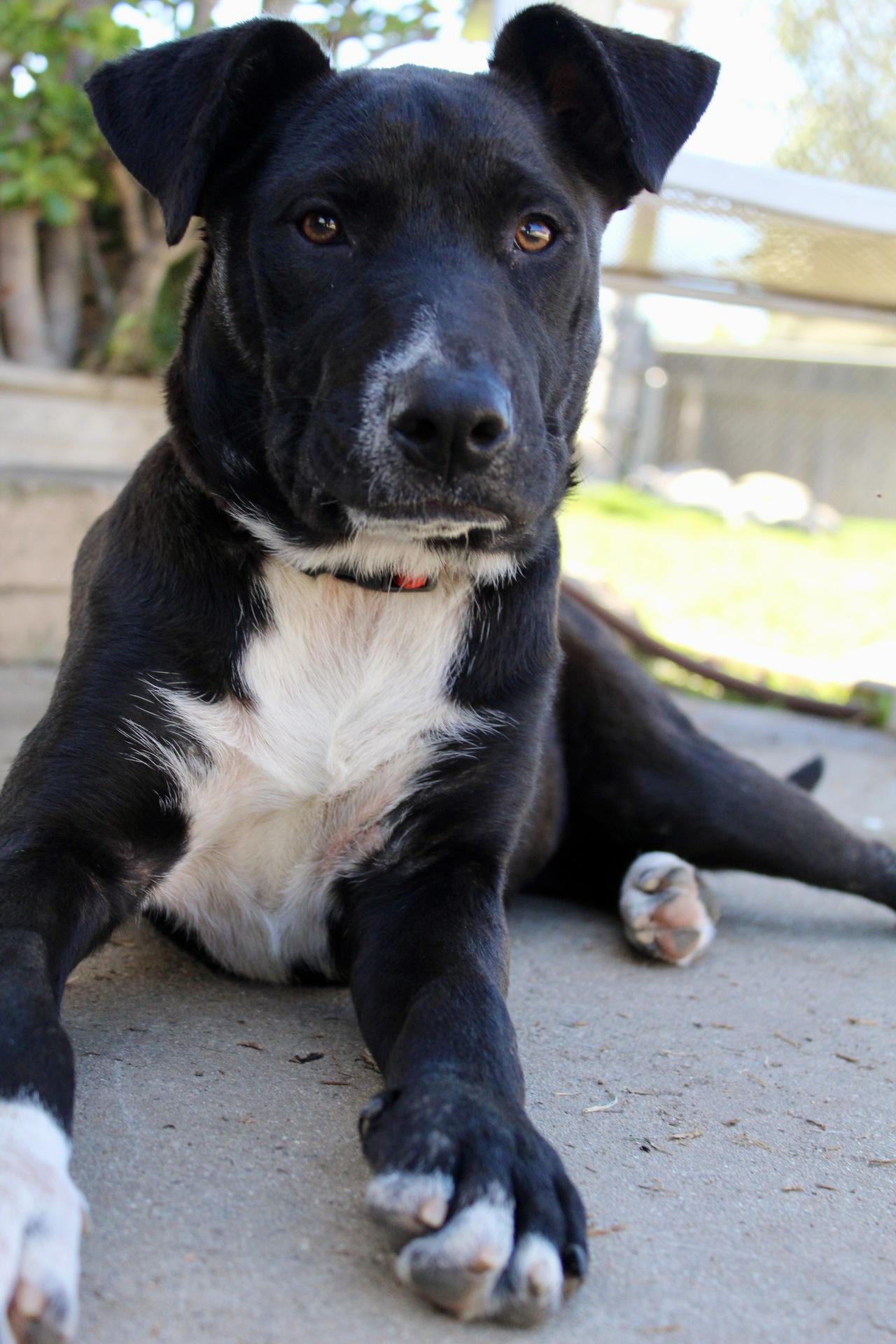Pepper, ADOPTABLE, Young Female Labrador Retriever & Pit Bull Terrier.