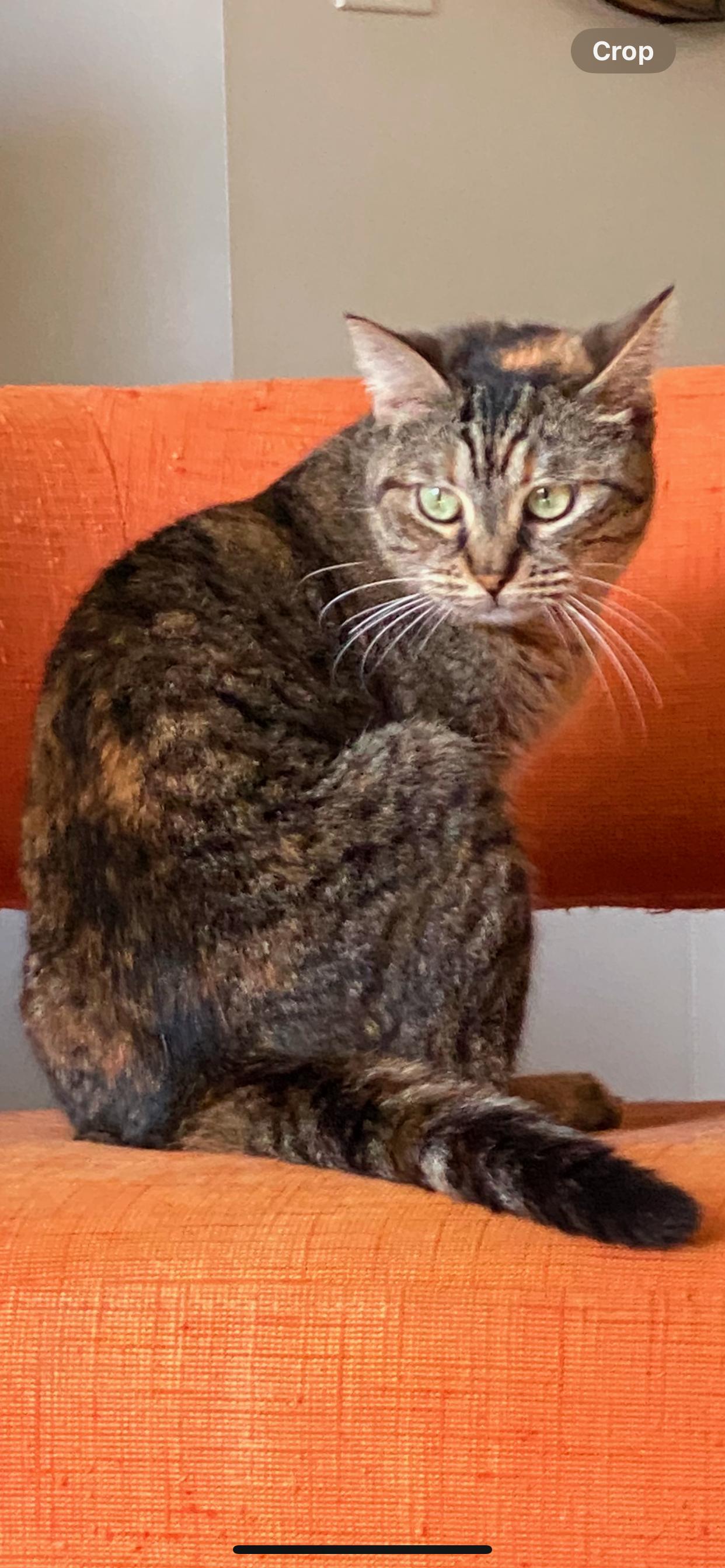 Enlarge Clara Louise, a Adoptable Domestic Short Hair in new haven, CT image 3/5