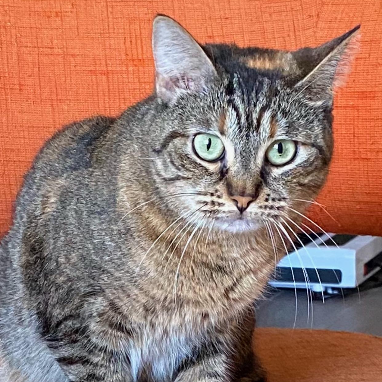 Enlarge Clara Louise, a Adoptable Domestic Short Hair in new haven, CT image 2/5