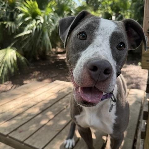 Enlarge Bella, a Adoptable Mixed Breed in Charleston, SC image 3/5