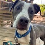 Enlarge Bella, a Adoptable Mixed Breed in Charleston, SC image 5/5