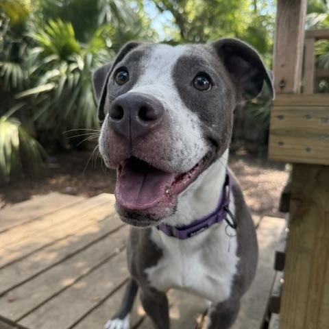 Enlarge Bella, a Adoptable Mixed Breed in Charleston, SC image 2/5