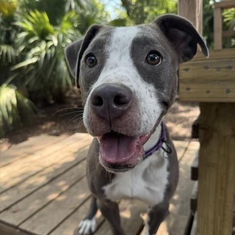 Enlarge Bella, a Adoptable Mixed Breed in Charleston, SC image 4/5