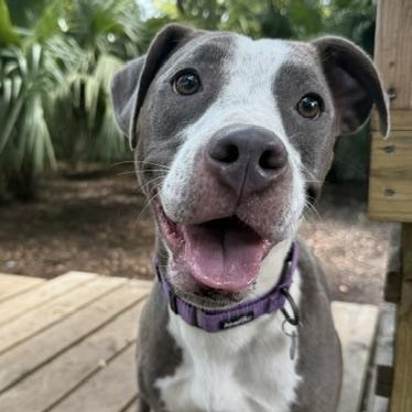 Bella, Adoptable, Young Female Mixed Breed.