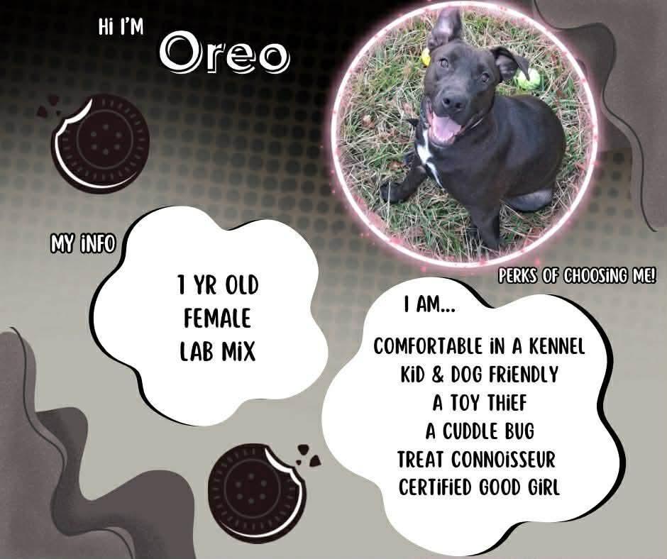 Oreo, Adoptable, Young Female Pit Bull Terrier & Labrador Retriever.