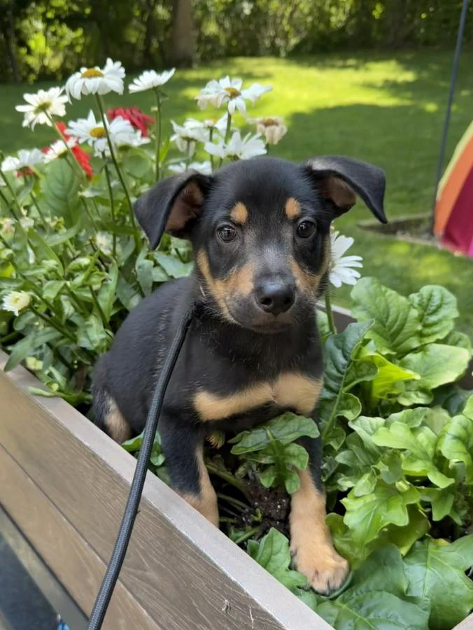 Enlarge Sasha, a Adopted Mixed Breed in Lindenhurst, NY image 1/1
