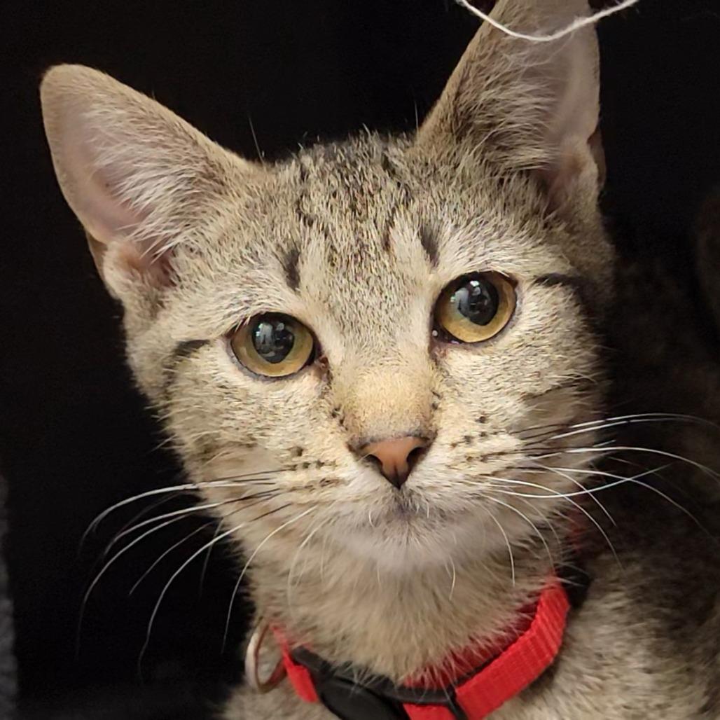 Ava, Adoptable, Young Female Domestic Short Hair.