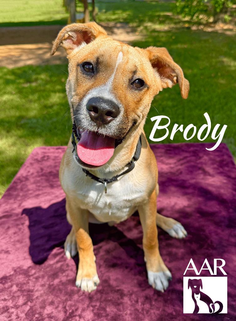 Enlarge Brody, a Adoptable mixed breed in Magnolia, TX image 1/4
