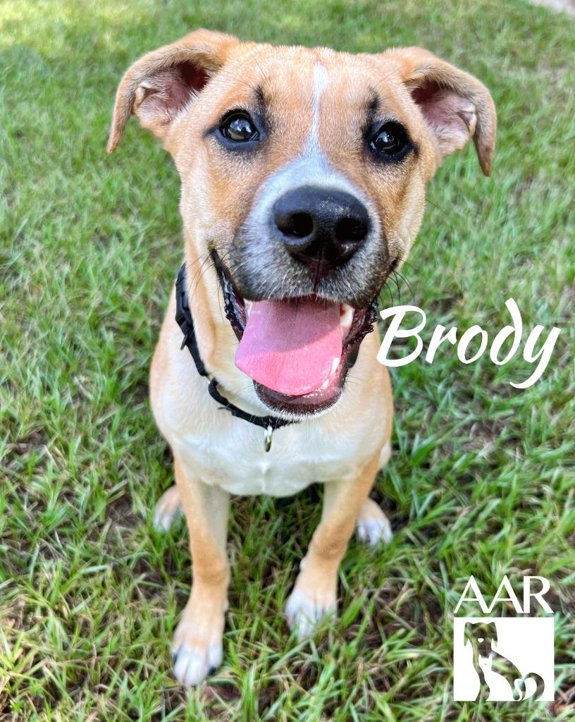 Enlarge Brody, a Adoptable mixed breed in Magnolia, TX image 2/4
