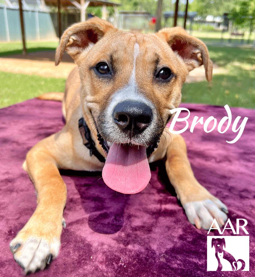 Enlarge Brody, a Adoptable mixed breed in Magnolia, TX image 3/4