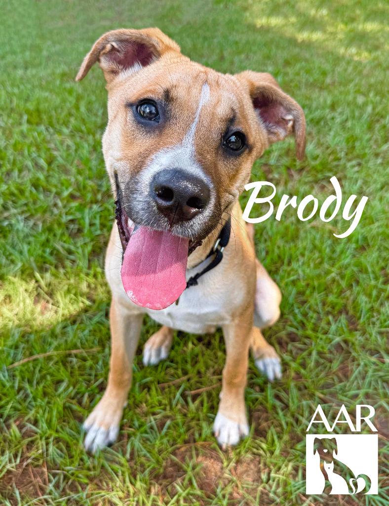 Enlarge Brody, a Adoptable mixed breed in Magnolia, TX image 4/4