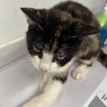 Pebble Pickle, Adoptable, Adult Female Domestic Short Hair.