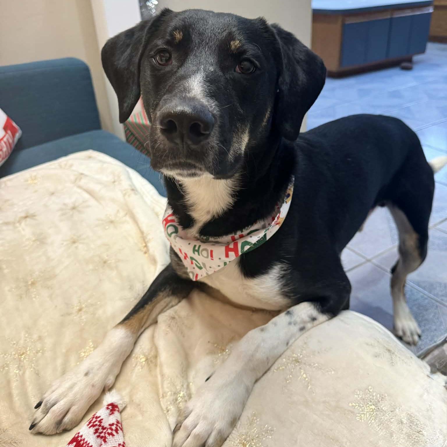 Enlarge Cookie, an adoptable Mixed Breed in Normal, IL image 6/6