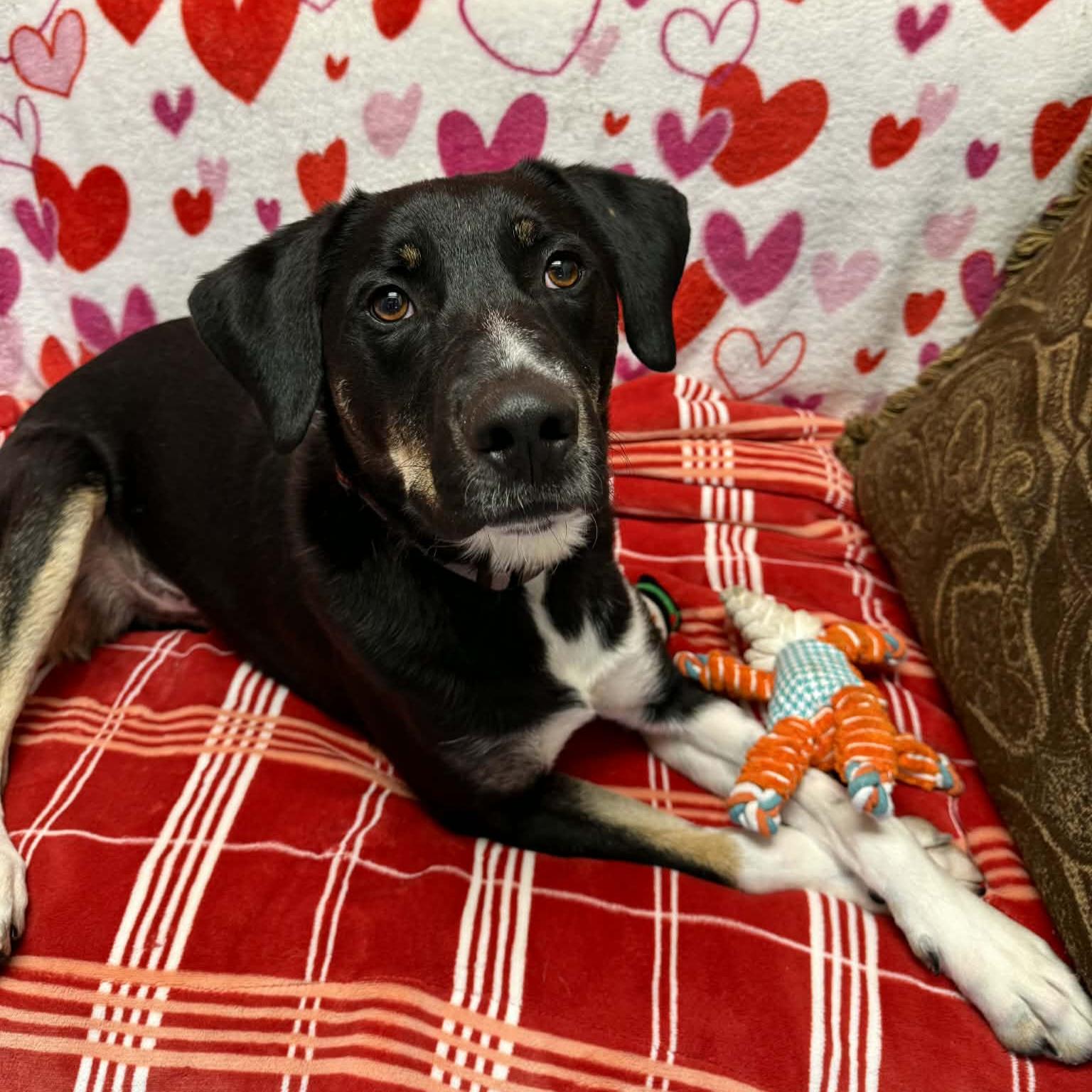 Enlarge Cookie, an adoptable Mixed Breed in Normal, IL image 6/6