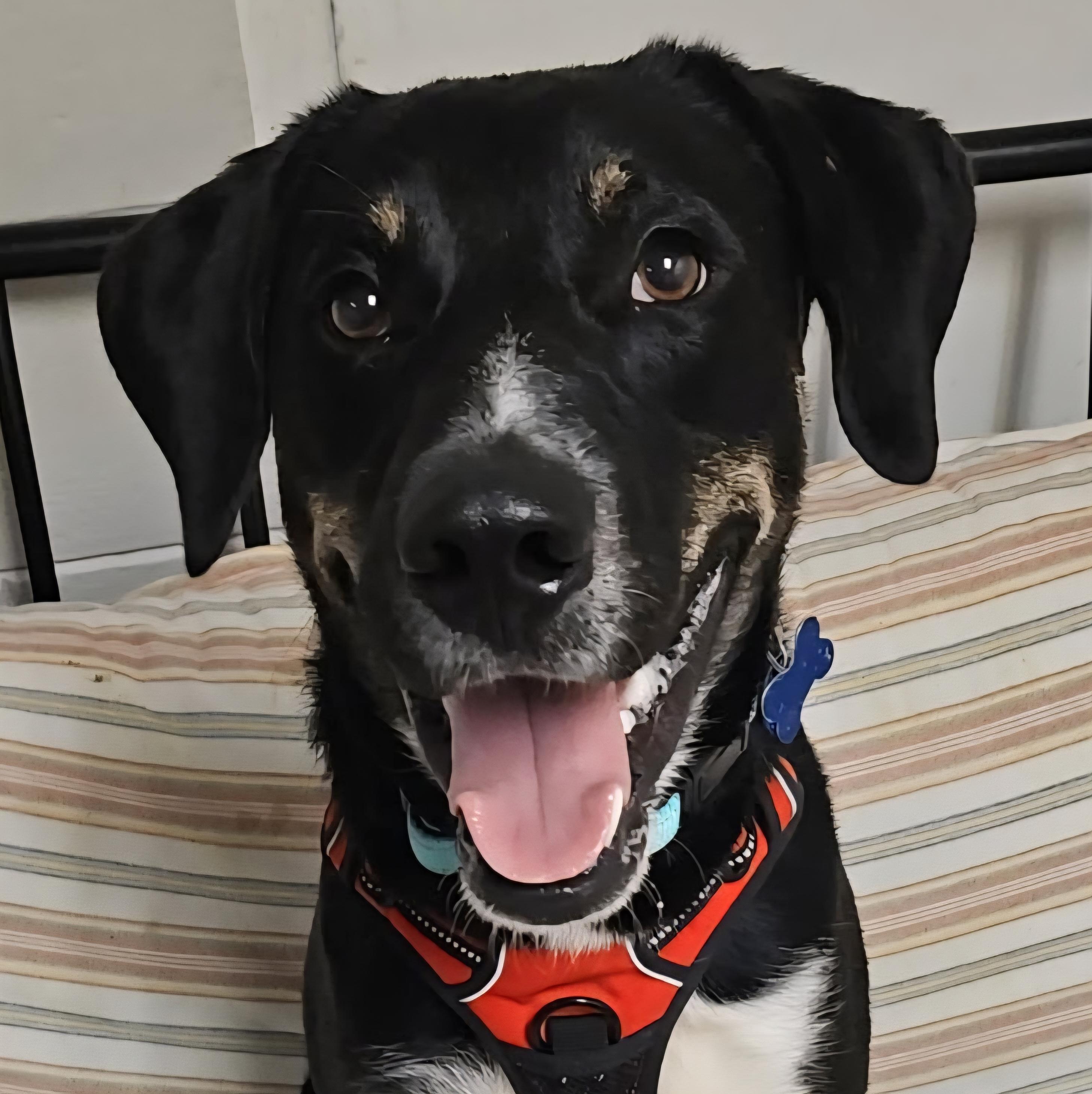 Cookie, adoptable, Young Male Mixed Breed.