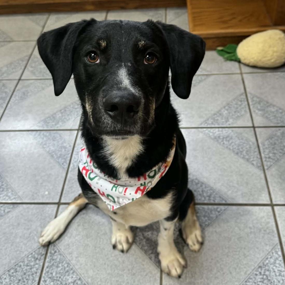 Enlarge Cookie, an adoptable Mixed Breed in Normal, IL image 3/6