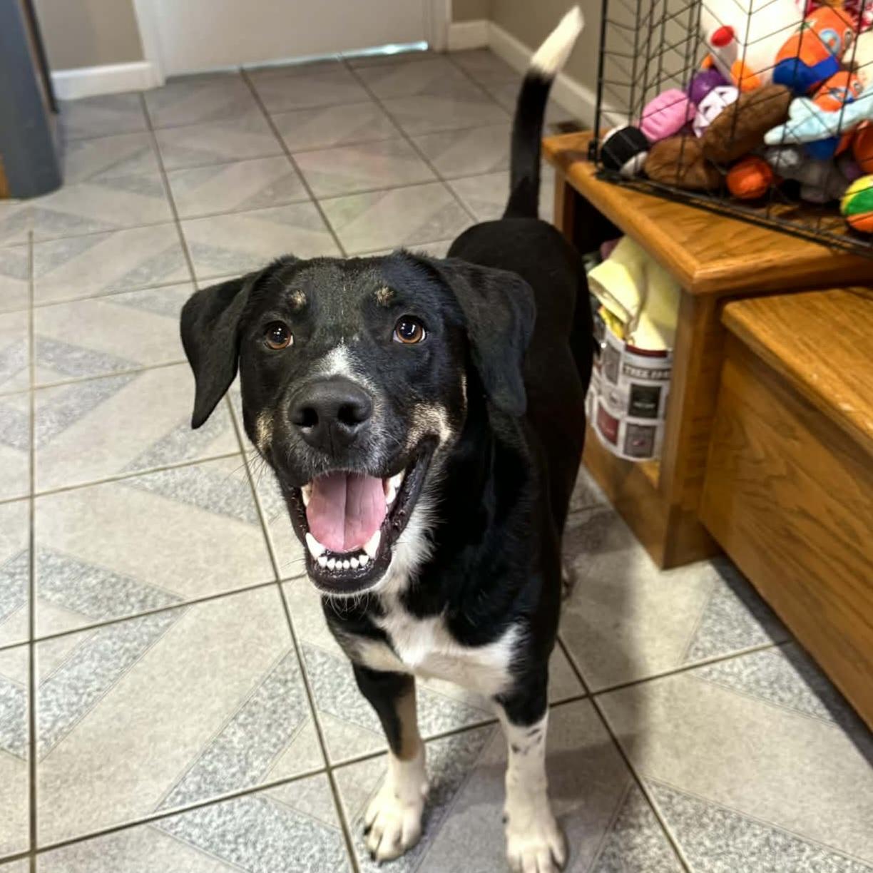 Enlarge Cookie, an adoptable Mixed Breed in Normal, IL image 4/6