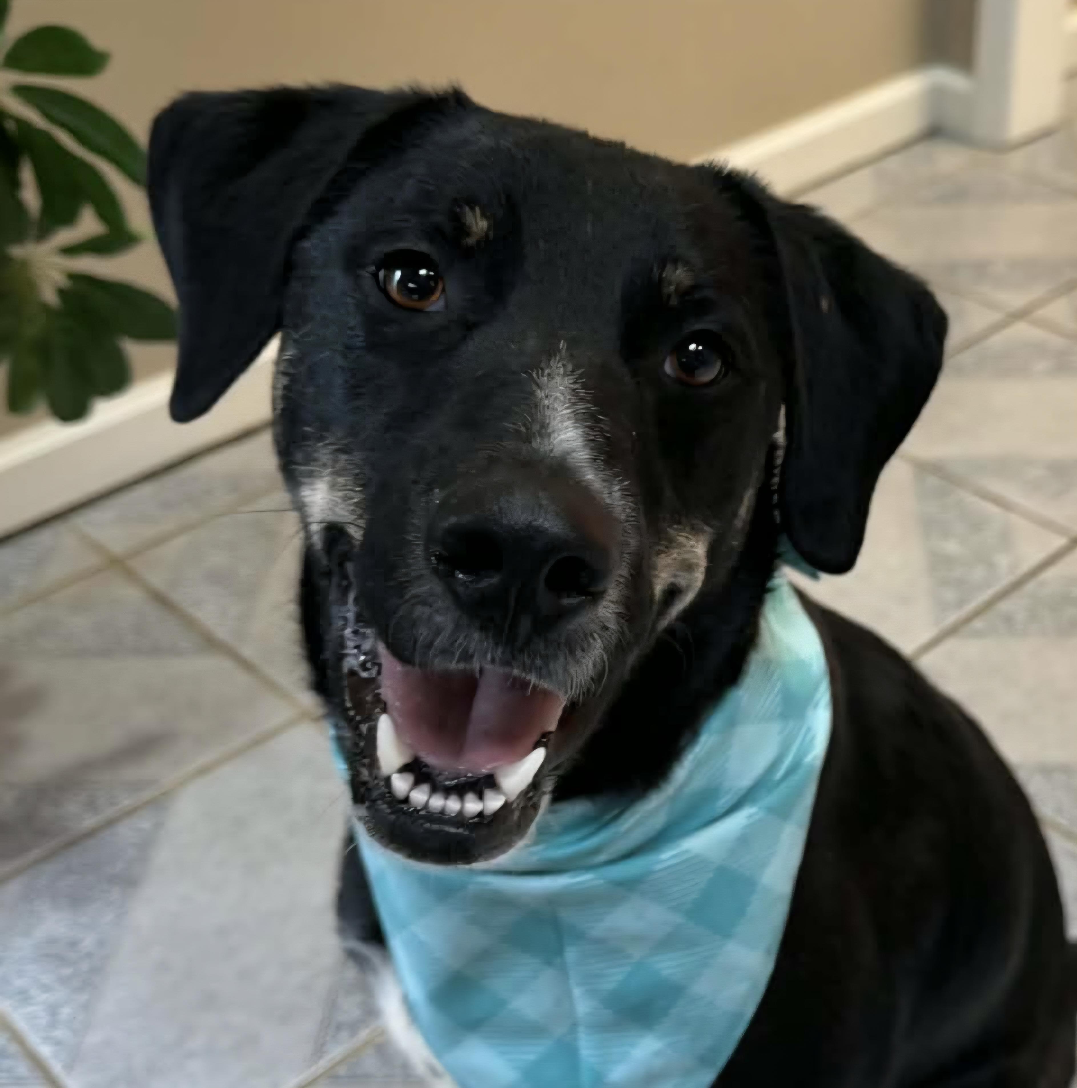 Enlarge Cookie, an adoptable Mixed Breed in Normal, IL image 1/6