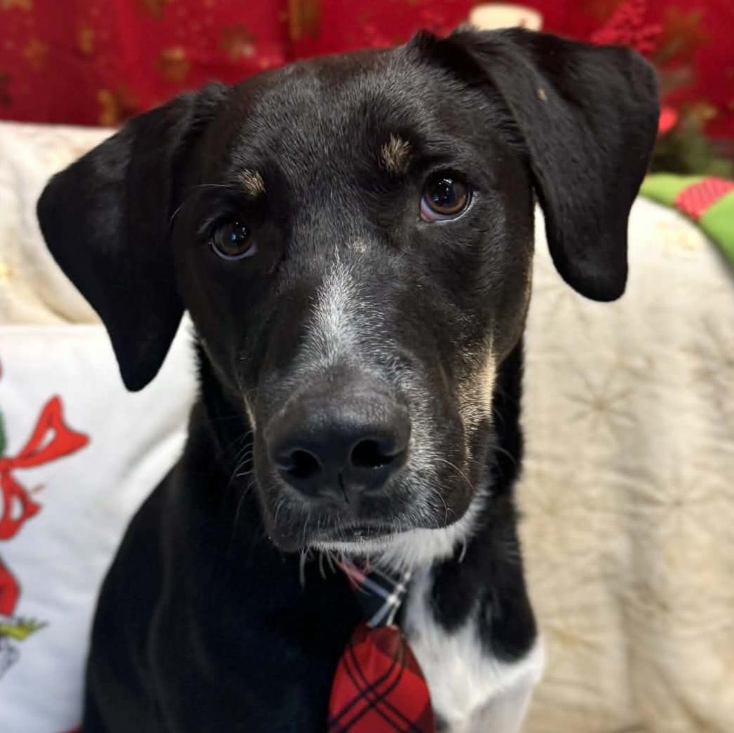 Enlarge Cookie, an adoptable Mixed Breed in Normal, IL image 1/6