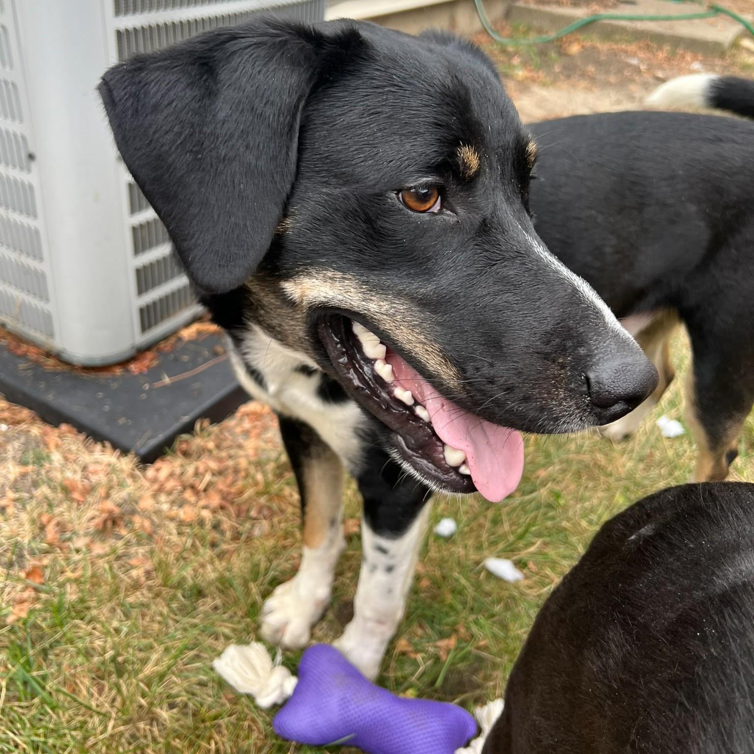 Enlarge Cookie, an adoptable Mixed Breed in Normal, IL image 5/6
