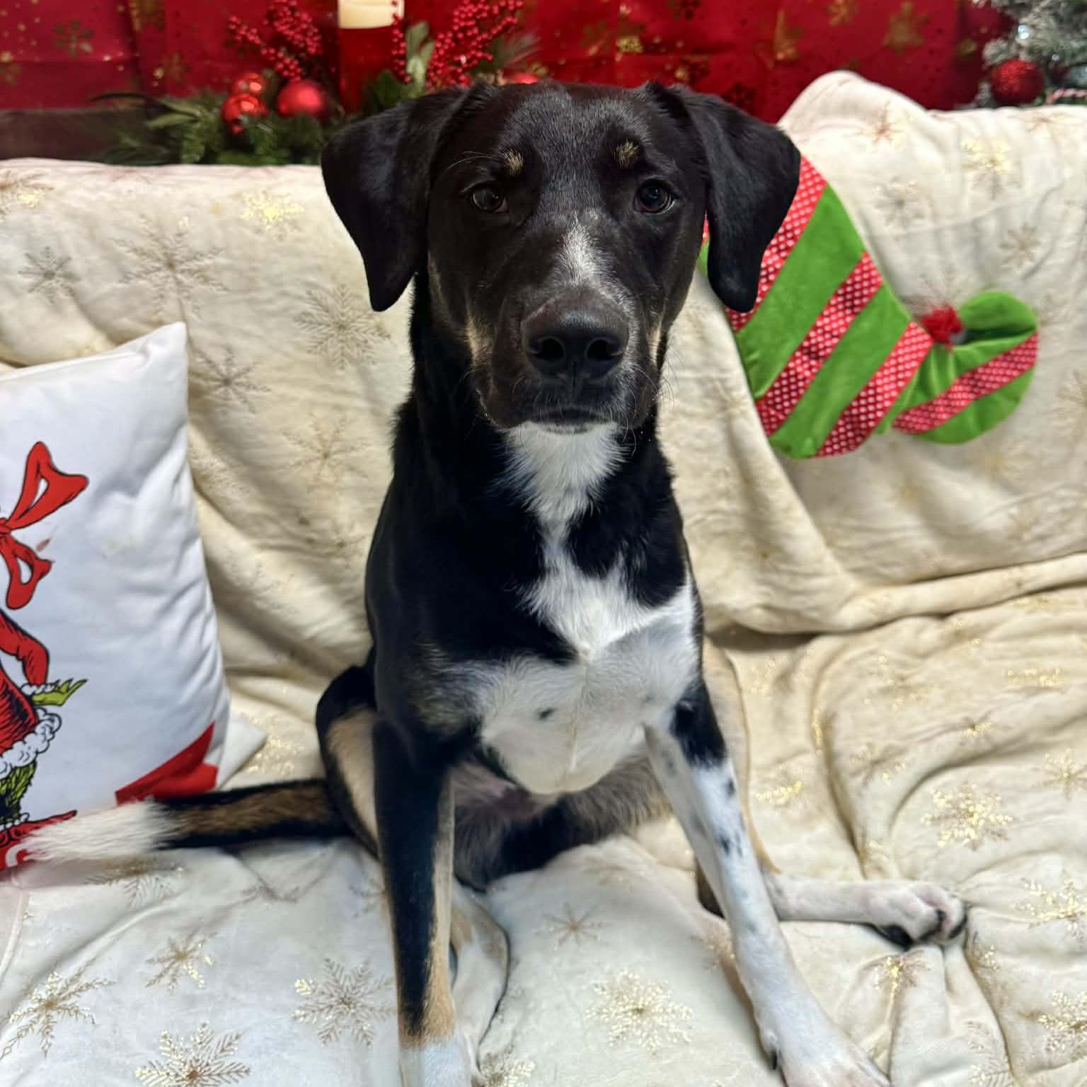 Enlarge Cookie, an adoptable Mixed Breed in Normal, IL image 5/6