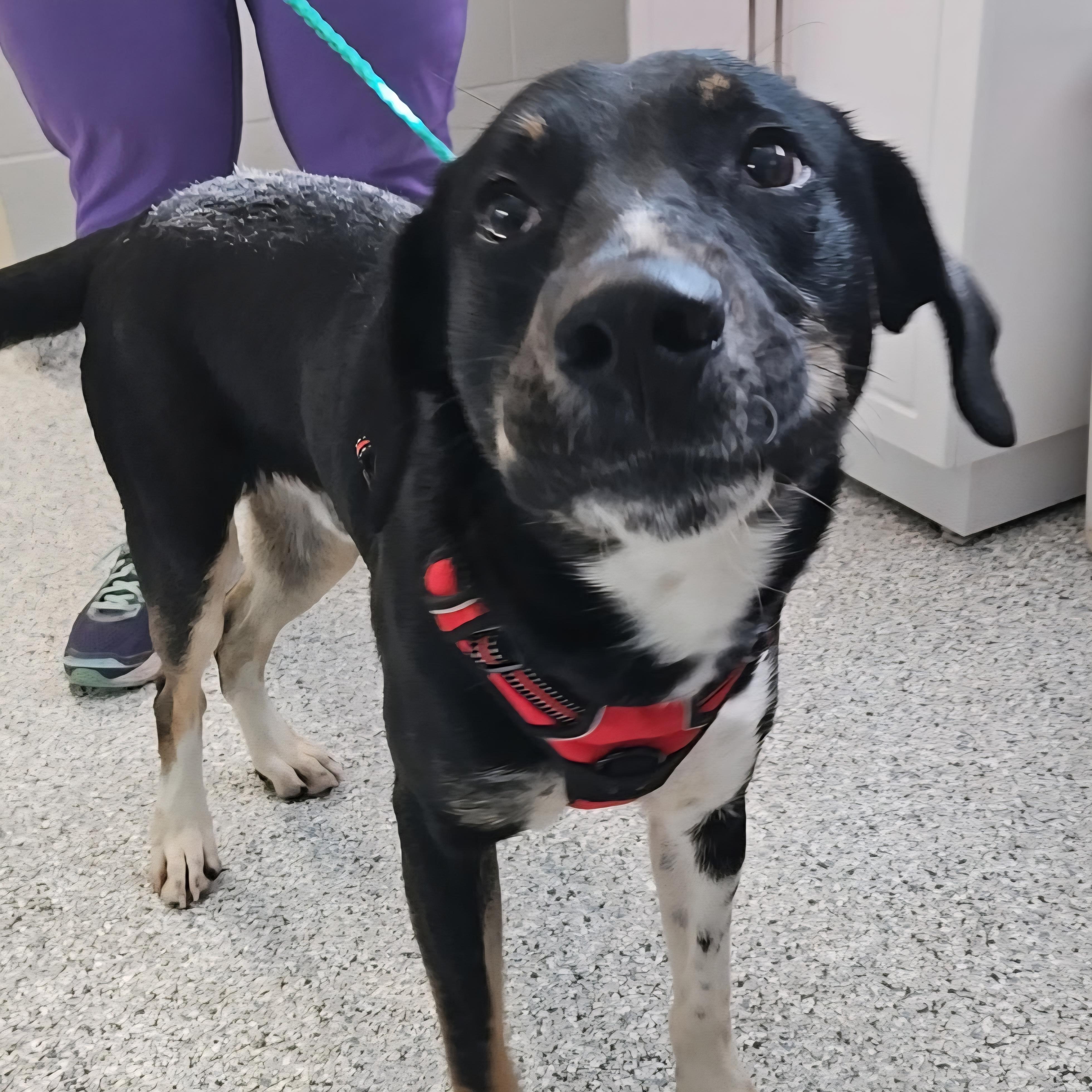 Enlarge Cookie, an adoptable Mixed Breed in Normal, IL image 4/6