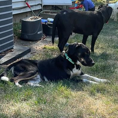 Enlarge Cookie, an adoptable Mixed Breed in Normal, IL image 6/6