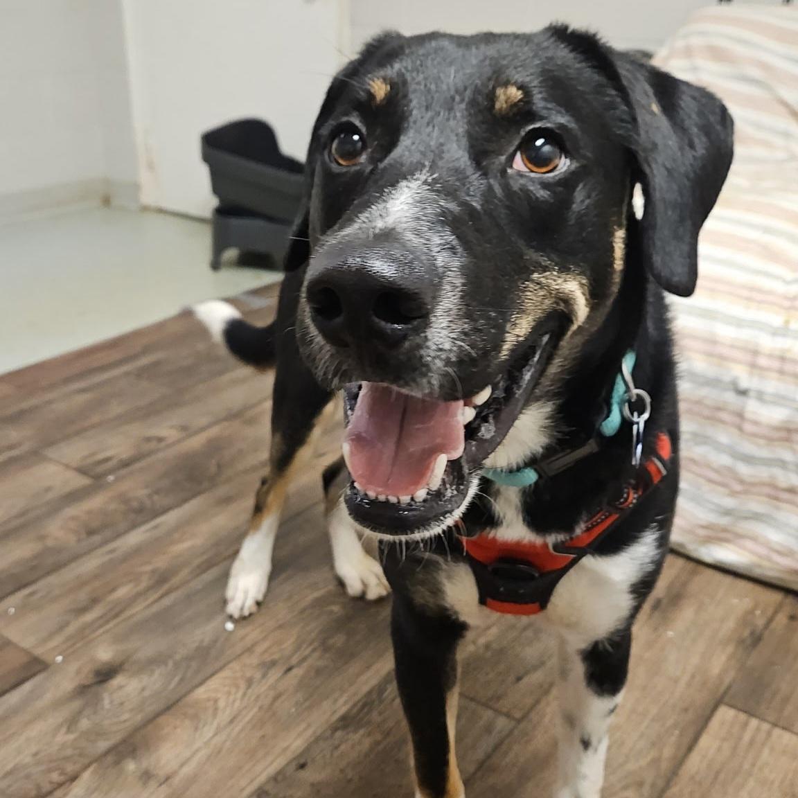 Enlarge Cookie, an adoptable Mixed Breed in Normal, IL image 2/6