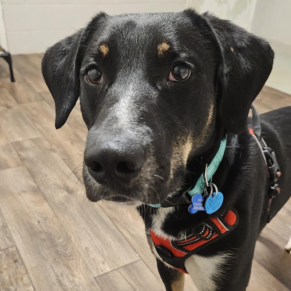 Enlarge Cookie, an adoptable Mixed Breed in Normal, IL image 3/6