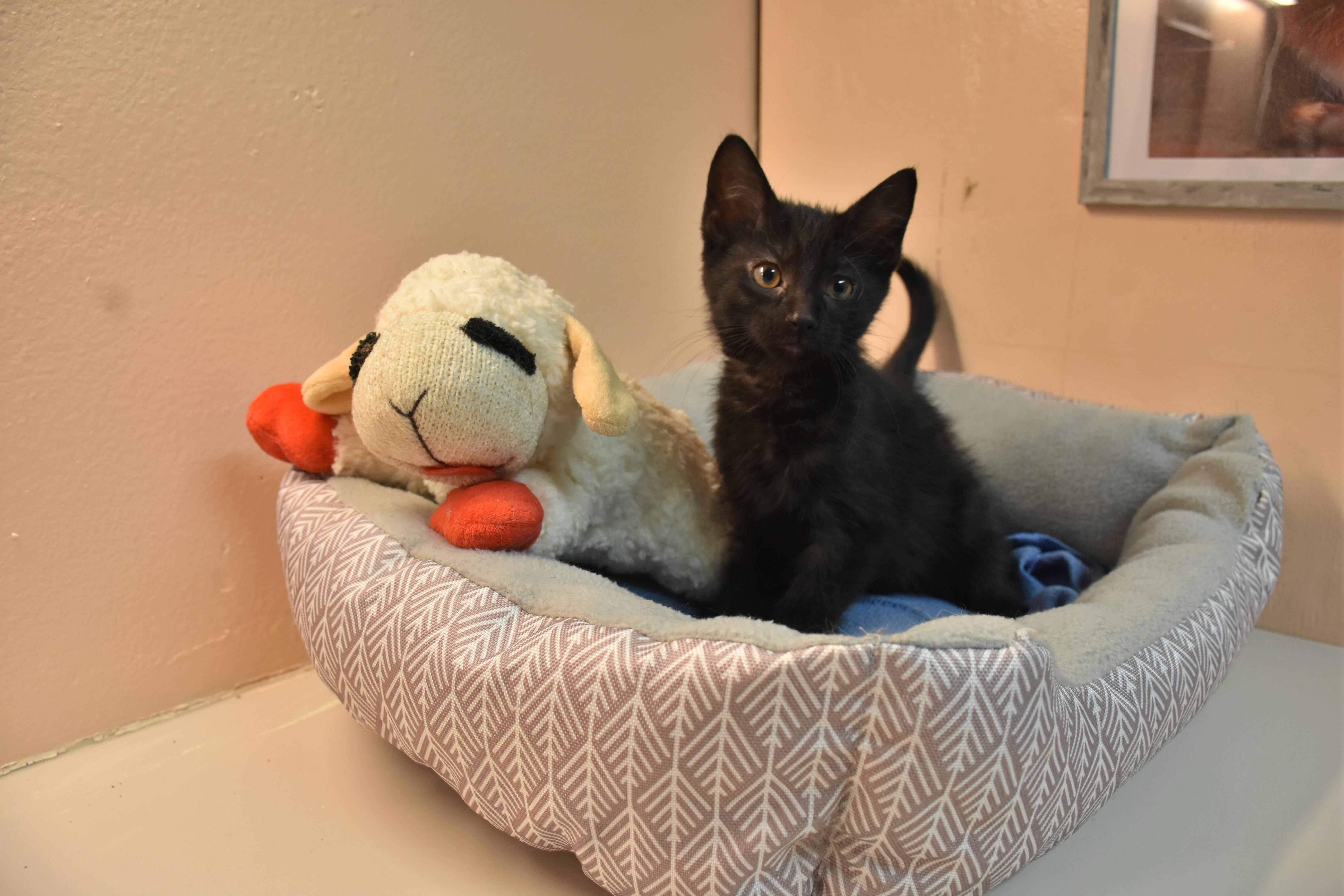Enlarge Cookie, a ADOPTABLE Domestic Short Hair in North Judson, IN image 1/1