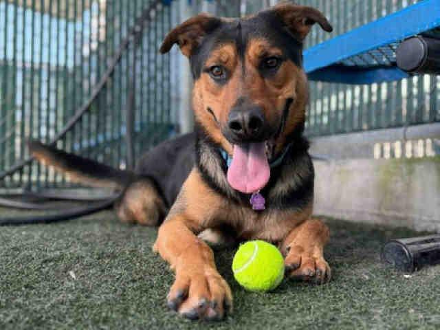 LARRY, Adoptable, Adult Male German Shepherd Dog & Labrador Retriever.