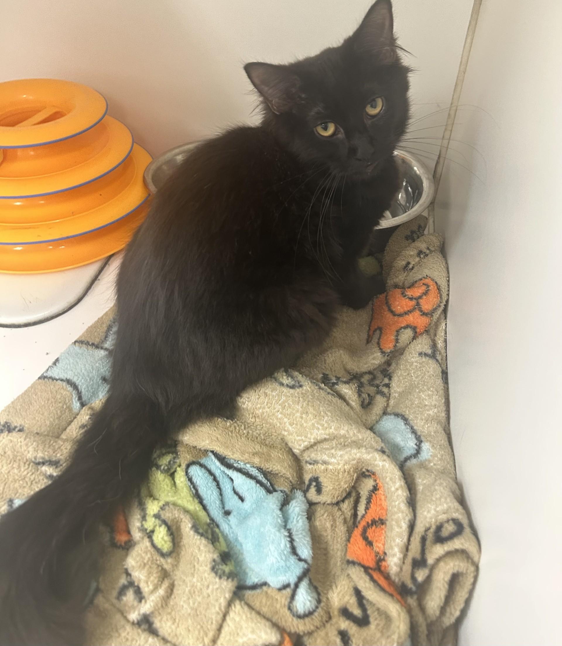MOCHA, adopted, Young Female Domestic Long Hair.