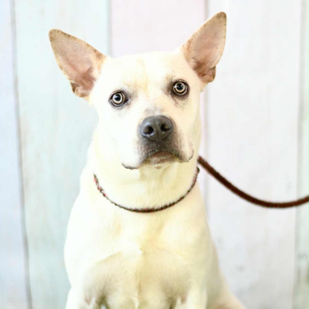 Yeti, Adoptable, Adult Male Pit Bull Terrier & Mixed Breed.