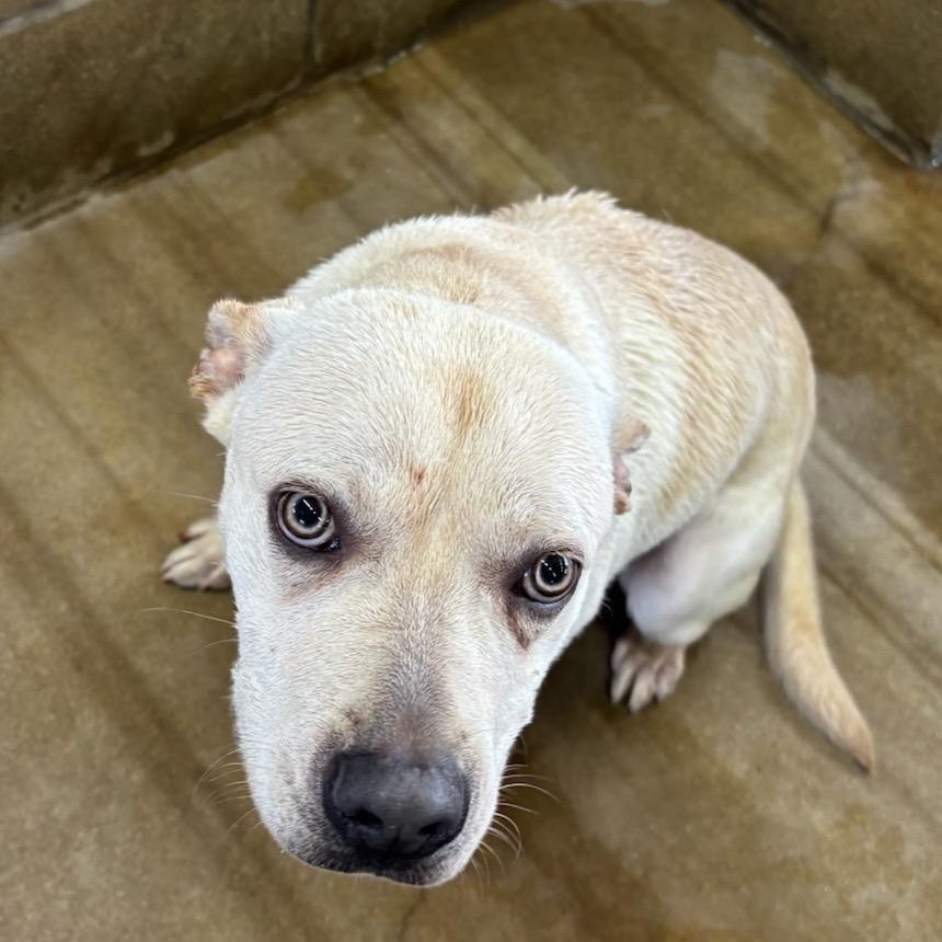 Enlarge Yeti, a Adoptable mixed breed in Floresville, TX image 2/6