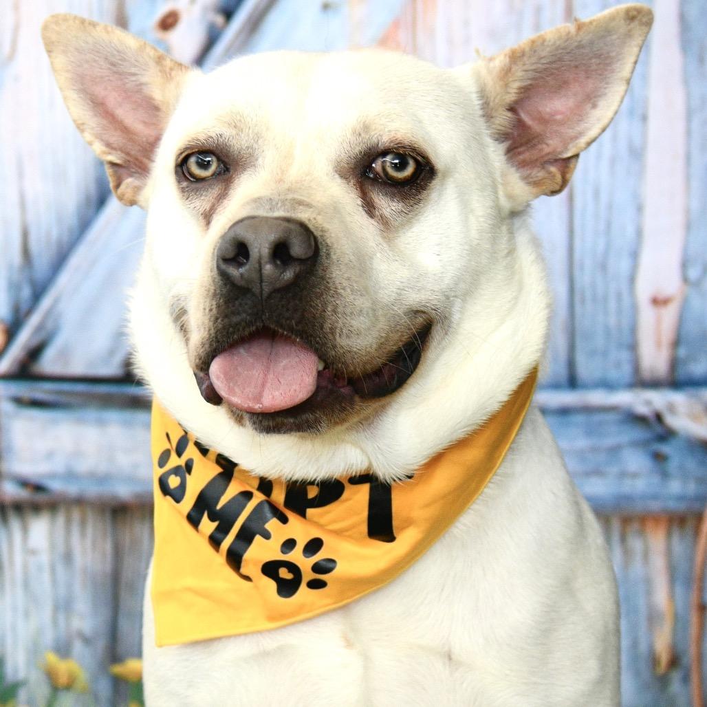 Enlarge Yeti, a Adoptable mixed breed in Floresville, TX image 3/6