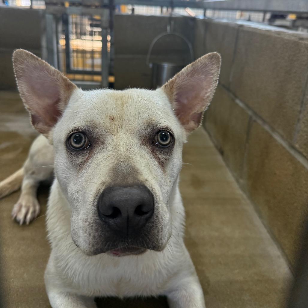Enlarge Yeti, a Adoptable mixed breed in Floresville, TX image 4/6