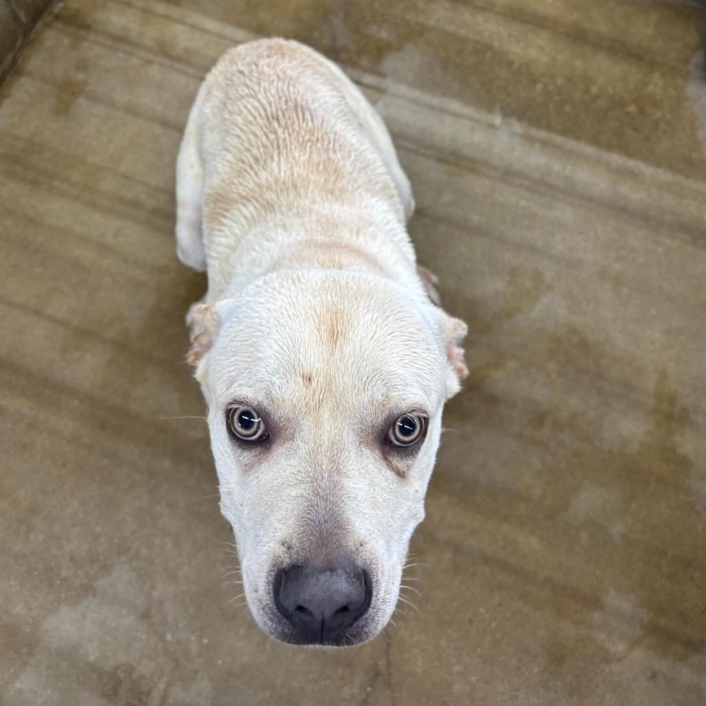 Enlarge Yeti, a Adoptable mixed breed in Floresville, TX image 5/6